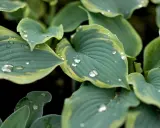 Close-up of variegated hosta types after rain, with water droplets clinging to the blue-green leaves edged in yellow.