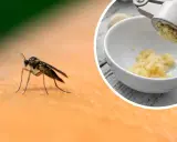 Ziemiórki na skórze i czosnek granulowany na ziemiórki wyciskany przez praskę do miseczki.