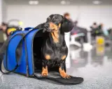 Jamnik w niebieskiej torbie podróżnej czeka na lot z Ryanair.
