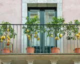 Quatre citronniers en pot ornent un balcon, leurs fruits jaunes brillants se détachant sur le feuillage vert.