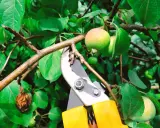Sécateur jaune prêt à tailler un jeune pommier. L'entretien de l'arbre assure une belle récolte.
