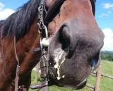 Braunes Pferd mit Ausfluss aus den Nüstern. Vielleicht ein trockener Husten beim Pferd, für den Hausmittel gesucht werden.