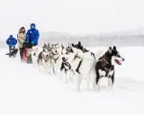 En grupp hundar drar en släde genom snön. Hundspannet är en fantastisk upplevelse i vinterlandskapet.
