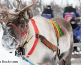 Renar drar en släde med människor genom snöig skog, en glimt av var bor samerna.