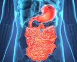 Anatomia układu pokarmowego, uwidaczniająca żołądek i jelita. Obraz może pomóc zrozumieć zapalenie jelit objawy.
