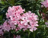 Oleander: Przycinanie krok po kroku. Kwitnij bujnie i bezpiecznie!