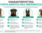 Cztery popularne rasy psów obronnych: owczarek niemiecki, rottweiler, doberman i bullmastiff. Te **małe psy** (w porównaniu do innych ras obronnych) mają różne cechy charakteru i wymagania.