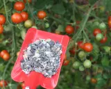Une pelle rouge contient un engrais granulaire, prêt à nourrir les tomates mûres sur la plante.
