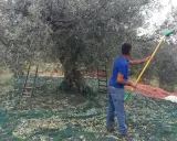 Uomo con rastrello raccoglie olive da un grande albero, reti a terra per la raccolta olive tradizionale.