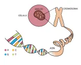 Ilustración muestra la diferencia entre gen y cromosoma: el ADN (con bases A, C, G, T) se enrolla para formar cromosomas dentro del núcleo de una célula.