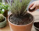 Une main saupoudre du marc de café répulsif autour d'une plante en pot. D'autres plantes sont visibles en arrière-plan.