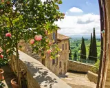 En vacker rosenbuske blommar vid en stentrappa i Toscana. Perfekt för tips om resa till Italien.