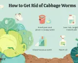 Illustration showing methods to combat cabbage worms, including hand-picking, insecticide, diatomaceous earth, and neem oil.