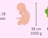 Semana 28 de embarazo: el feto mide 38 cm y pesa 1050 g, como una lechuga romana.
