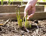Main d'un jardinier récoltant des asperges vertes et violettes, un signe de la culture asperge florissante.