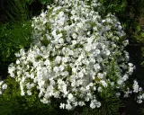 En matta av vita flox blommor breder ut sig i trädgården, omgiven av grönt bladverk.