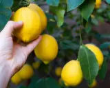 Main d'une personne cueillant un citron jaune mûr sur un arbre, entouré de feuilles vertes.
