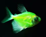 Neonowa tetra kolorowa, świecąca w ciemności. Idealna do akwarium z innymi rybami.