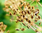 Reife Dill-Samenstände, bereit zum Dill ernten. Die braunen Samen sind gestreift und hängen an dünnen Stielen vor unscharfem grünen Hintergrund.
