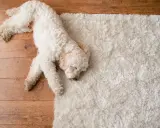 Un perro blanco duerme plácidamente sobre una alfombra mullida, ajeno al ruido calle.