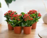Plusieurs kalanchoés aux fleurs rouges éclatantes, prêts pour leur kalanchoe arrosage.