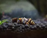 Pasywne ślimaki w akwarium, idealne do czyszczenia dna. Te ślimaki są świetnym wyborem, jeśli zastanawiasz się, jakie ślimaki do akwarium wybrać.