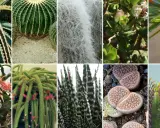 Kolaż przedstawia różnorodne sukulenty gatunki: aloes, kaktus kulisty, Tillandsia, grubosz, wilczomlecz, grudnik, kaktus-wężyk, Haworthia, litopsy i inny wilczomlecz.