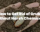 A hand holds soil with a large white grub, illustrating how to get rid of grubs without harsh chemicals.