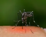 Komar na skórze, symbol problemu, który skłania do szukania sposobów na komary w domu.
