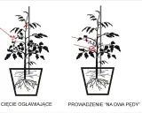 Przycinanie pomidorów: Poradnik, który zmieni Twoje zbiory!