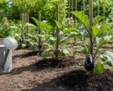 Arrosage d'une plantation d'aubergines en pleine croissance. Une aubergine mûre pend d'une plante soutenue par un tuteur.