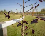 Młode drzewko z ciemnymi liśćmi, podparte palikiem i taśmą, czeka na lepsze czasy. Palikowanie drzew zapewnia im stabilność.