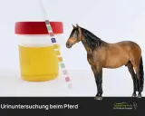 Urinprobe eines Pferdes mit Teststreifen. Die Farbe des Urins ist gelb, nicht dunkler Urin.