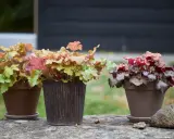 Vackra alunrot samplanteringar i krukor på en stenmur. Bladen skiftar i grönt, rosa och rött.