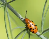A bright orange asparagus beetle with black spots crawls on a green plant stem against a blurred green background.