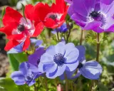 Un bouquet d'anémones fleur aux couleurs vives : rouge, violet et bleu. Une coccinelle se promène sur une pétale bleue.