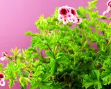 Kwitnący krzew pelargonii pachnącej, znanej jako anginka kwiat, z różowo-bordowymi kwiatami na tle pudrowego różu.
