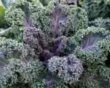 A vibrant kale plant with ruffled, curly leaves in shades of green and deep purple. The veins of the kale plant are a striking purple, adding to its beauty.
