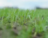 Młoda trawa wychodzi z ziemi. Zastanawiasz się, po jakim czasie kiełkuje trawa? Oto odpowiedź w zieleni.