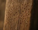Gros plan sur un vieux bois marqué par un trou dans le bois, témoignant d'un traitement contre les insectes.