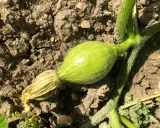 Un jeune potiron vert olive, encore attaché à sa tige velue, promet une belle récolte.