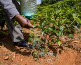 Main d'agriculteur épandant des granulés bleus, comme un engrais vert moutarde, au pied d'un jeune plant dans un champ verdoyant.