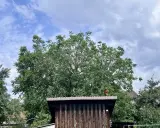 Person im Baum, um den Walnussbaum zu schneiden.