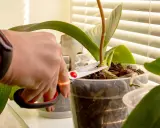 Hand mit Schere schneidet Orchideen-Stiel. Pflege für gesunde Pflanzen.