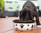 Un chiot noir boit dans une gamelle décorée de pattes. Il semble mélanger les croquettes avec de l'eau pour un repas plus facile.