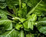 Planta de acelgas, un vegetal que se planta en julio para cosechar sus hojas verdes y nutritivas.
