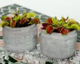 Dos macetas con plantas carnívoras, ideales para quienes buscan información sobre planta carnivora cuidados.