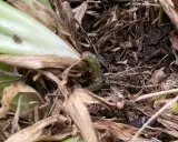 A green sod webworm larva crawls through dry grass and soil, a stage in the sod webworm life cycle.