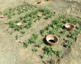 Champ de jeunes plants avec des oyas en terre cuite. On compte environ 1 oyas tous les 2 m2 pour un arrosage efficace.