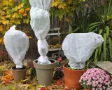 Trois plantes en pot sont emballées dans des voiles d'hivernage blancs. Peut-on laisser un voile d'hivernage tout l'hiver ? La réponse est oui, pour protéger du froid.